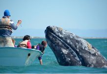 A friendly gray whale off the Pacific Coast of Baja California Sur